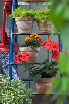 Idéerna kring hur du kan placera dina växter är många.
Foto: Blomsterfrämjandet/Anna Skoog