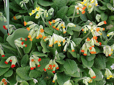 Frösådda gullvivor, _Primula veris_, i olika färger. Foto: Sylvia Svensson