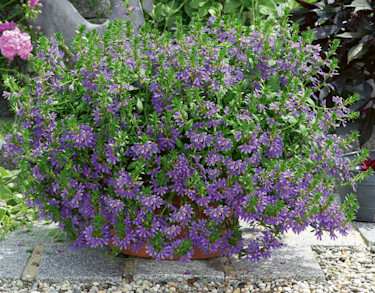 Femtunga, _Scaevola aemula_