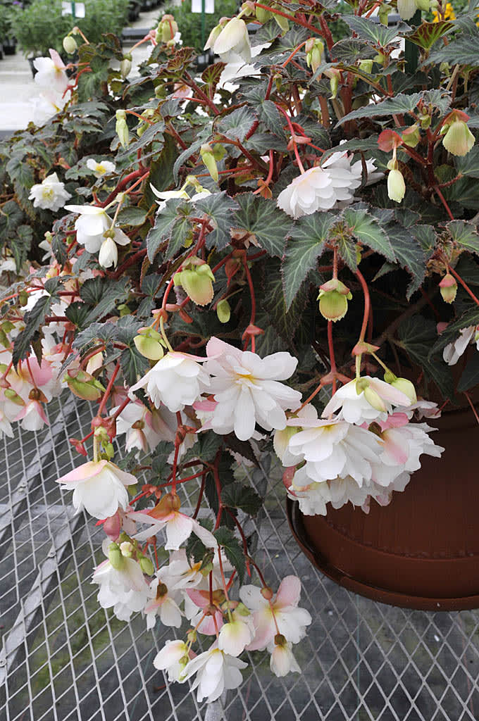 Begonia Fragrant White'.Foto: Sylvia Svensson