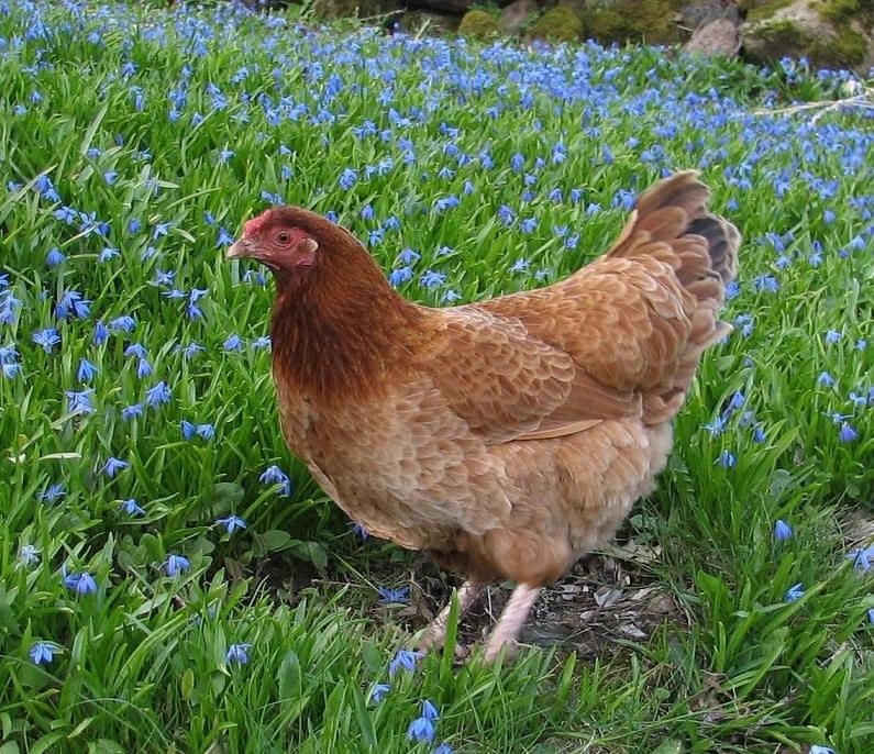 Favorithönan traskar gärna runt i ett hav av scillor. Foto: Myosotis