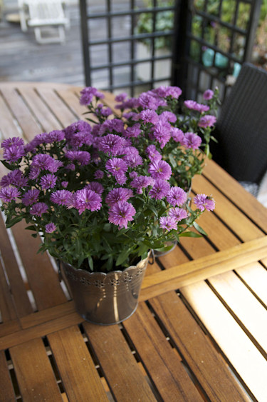 Höstaster, _Aster novi-belgii_.