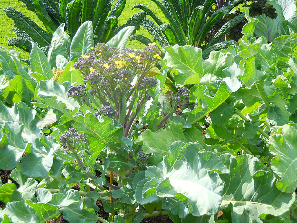 Broccoli och svartkål. 
Foto: Sylvia Svensson