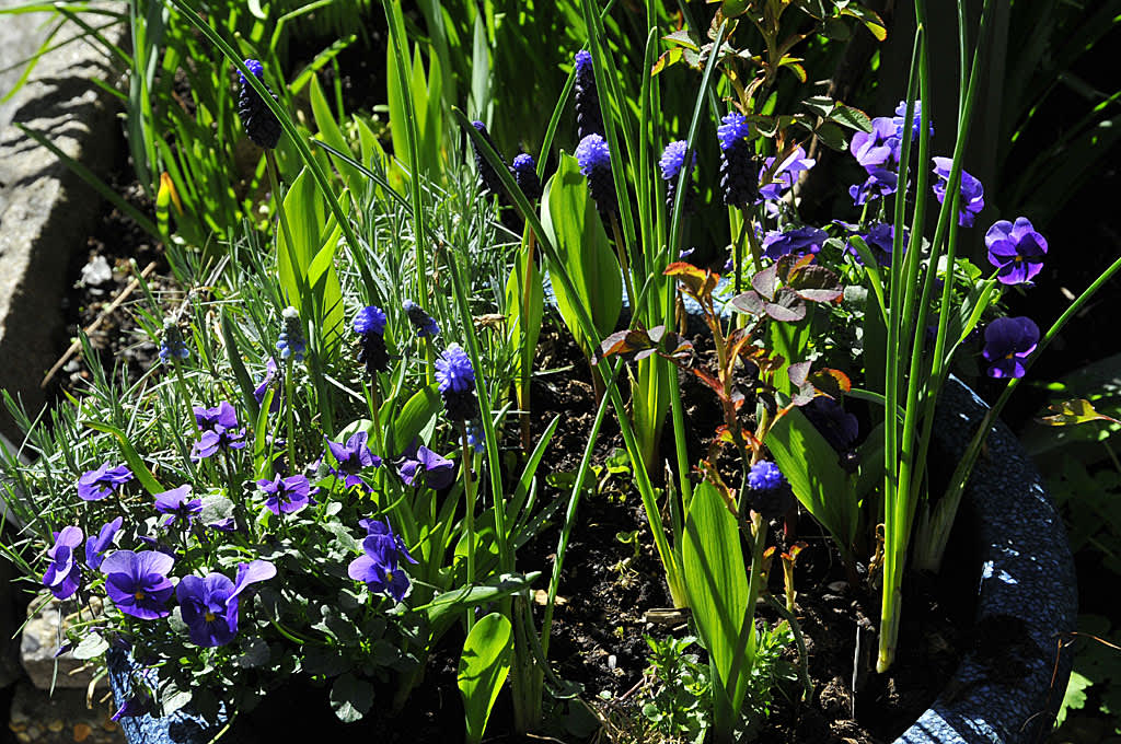 Om du planterade lökar i kruka redan på hösten kan de kompletteras med penseer nu. Minipenséer och Muscari latifolium. Foto och arr: Sylvia Svensson 