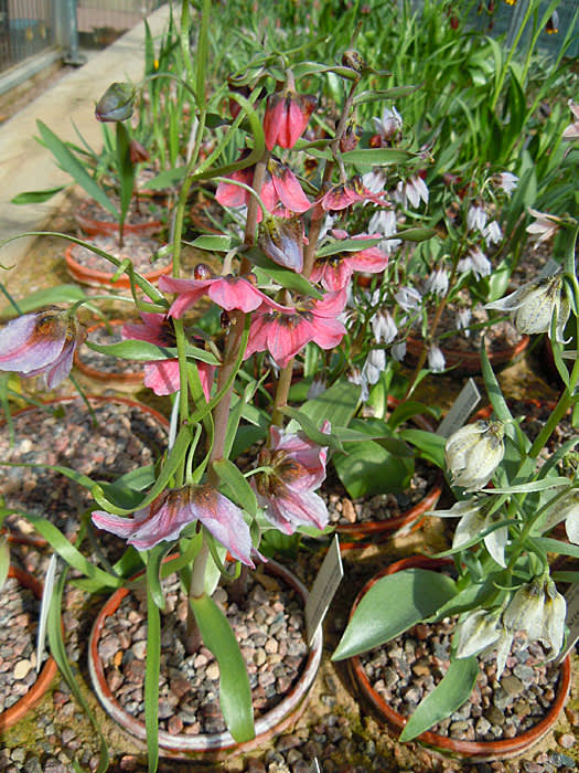 _Fritillaria gibbosa_ mfl.
Foto: Sylvia Svensson