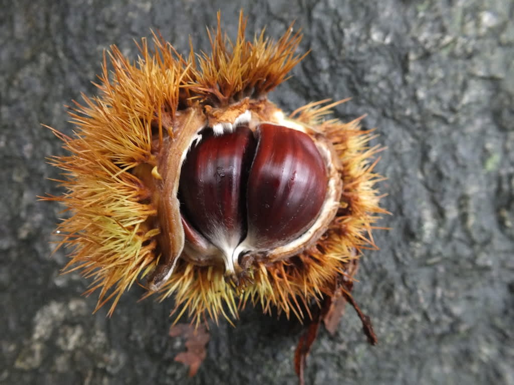 Naturen bjuder på skönhet i både stort och smått. Foto: Berndt Tenlid 