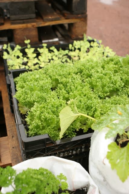 Plastbackar funkar utmärkt för växterna att bo i. 
