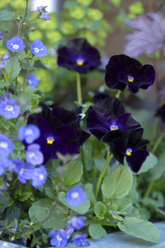 Penséer gör sig väldigt bra i samplantering. Foto: Blomsterfrämjandet