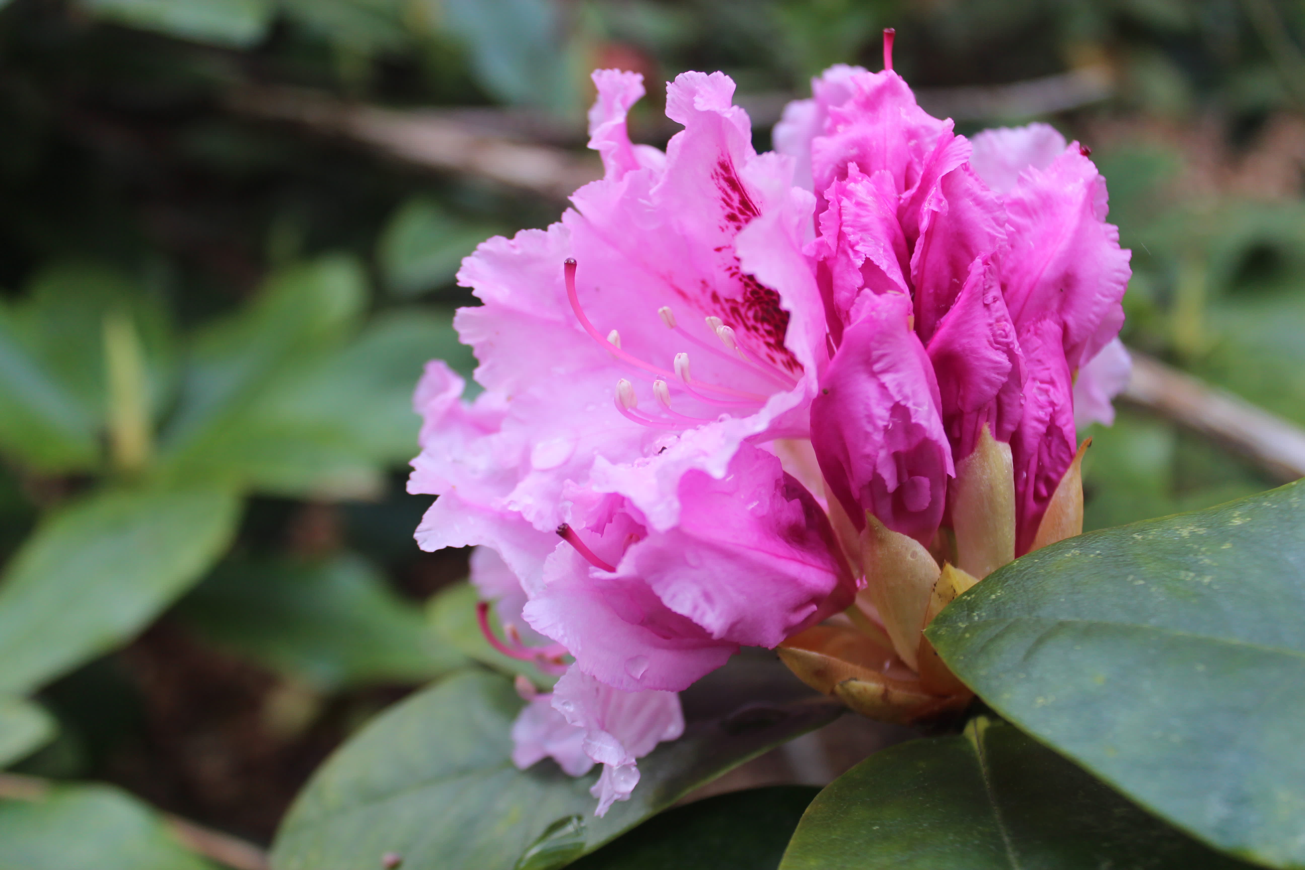 Rosa Rhododendron / Foto: Anna Theorin