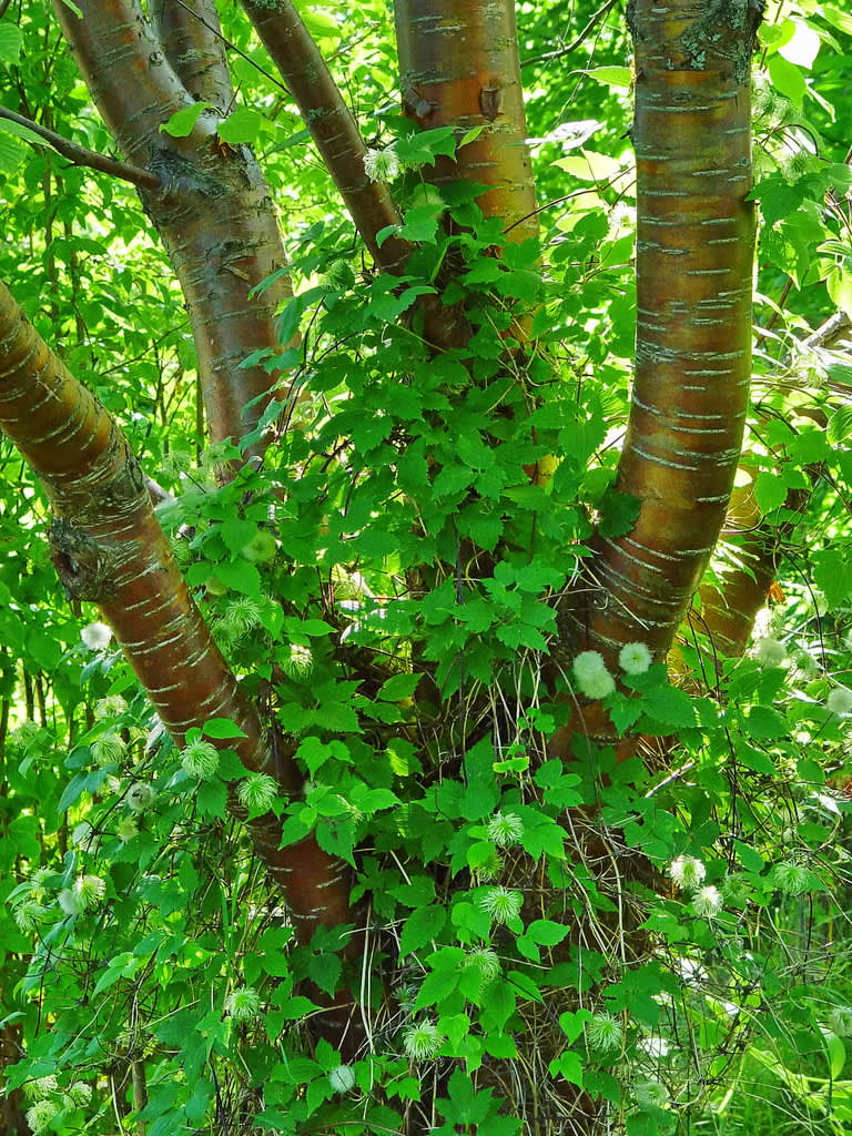 Näverhägg,  _Prunus maacki_, med atragene-klematis som klättrar på stammen.
