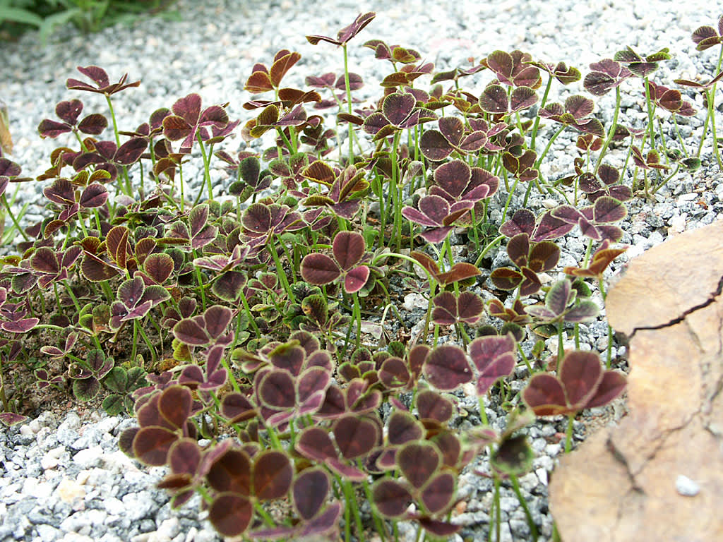 _Trifolium repens_ 'Purpurascens' i en stenröse.
Foto: Bernt Svensson