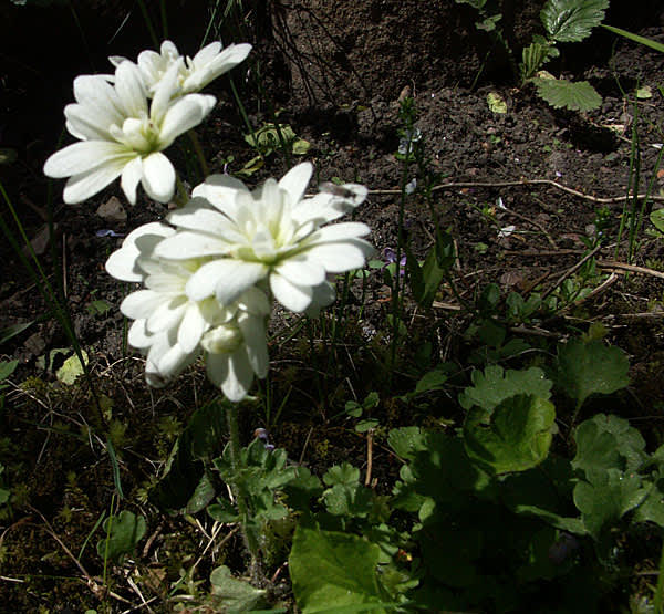 Dubbel mandelblom, _Saxifraga granulata_ 'Plena'.
Foto: Sylvia Svensson