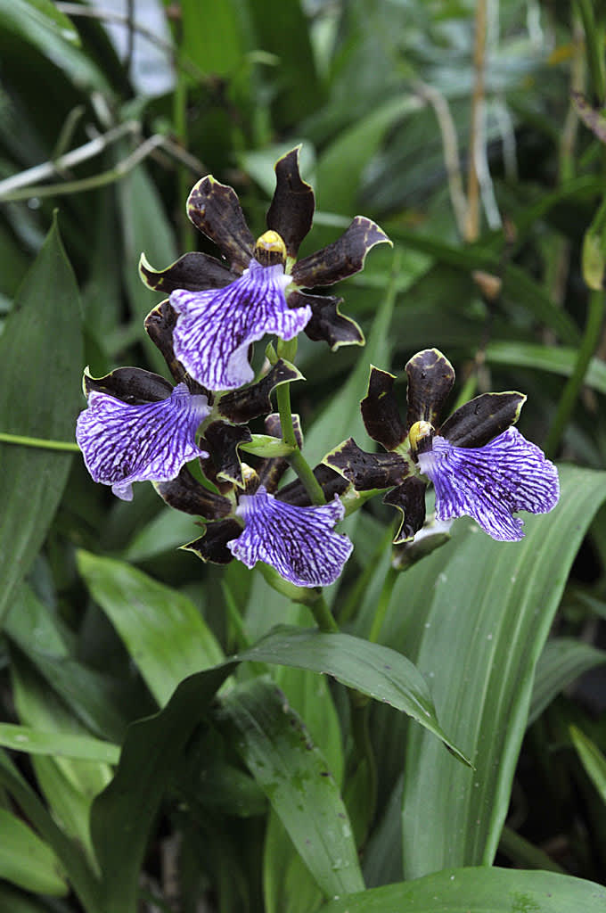 _Zygopetalum_ 'Arthur Elle'.
Foto: Sylvia Svensson