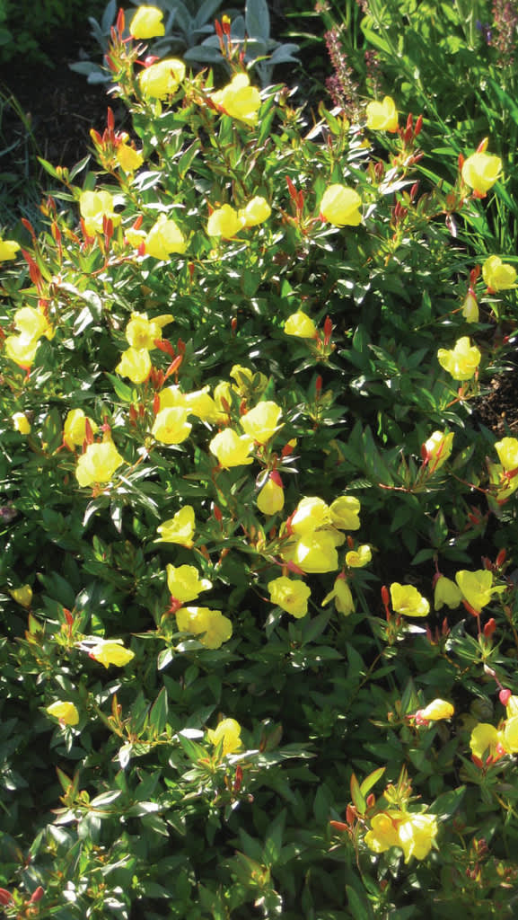 Gullnattljus, _Oenothera fruticosa_, blommar magnifikt från högsommar till höst.