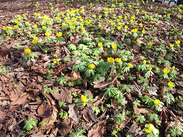 I mars blommar vintergäcken på varma ställen. Foto: Sylvia Svensson
