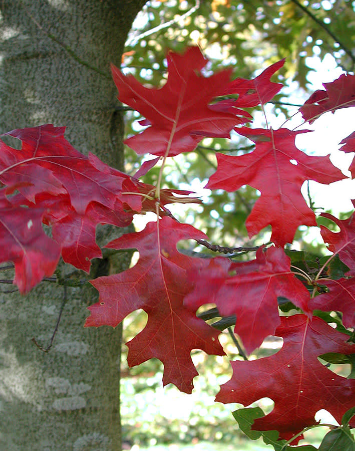 Rödek, Quercus coccinea 'Splendens'. Foto: Sylvia Svensson