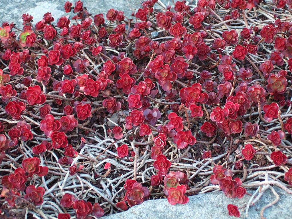 Kaukasiskt fetblad, _Phedimus spurius_ 'Fuldaglut,' i vinterfärg.
Foto: Sylvia Svensson