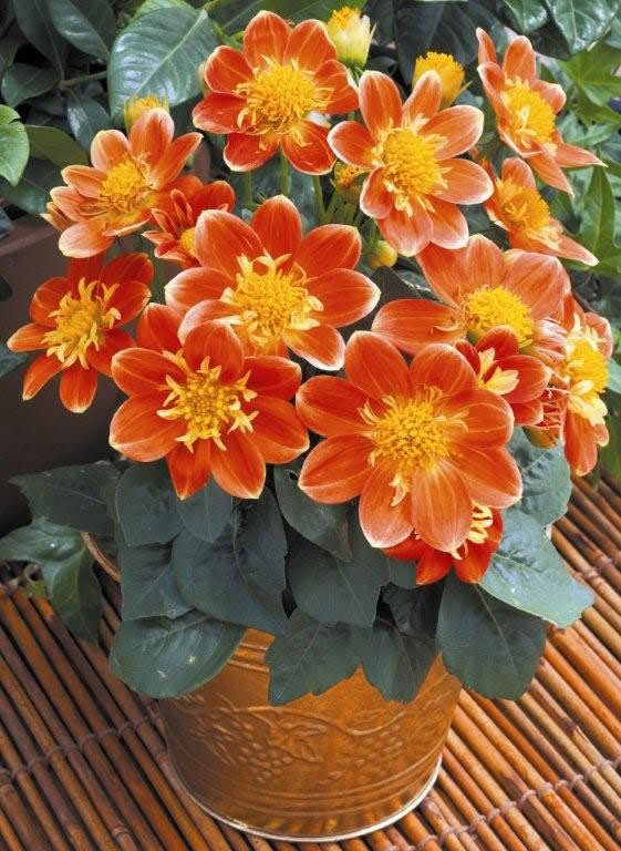 Goldalia 'Orange'. Foto: Blomsterfrämjandet/Syngenta.