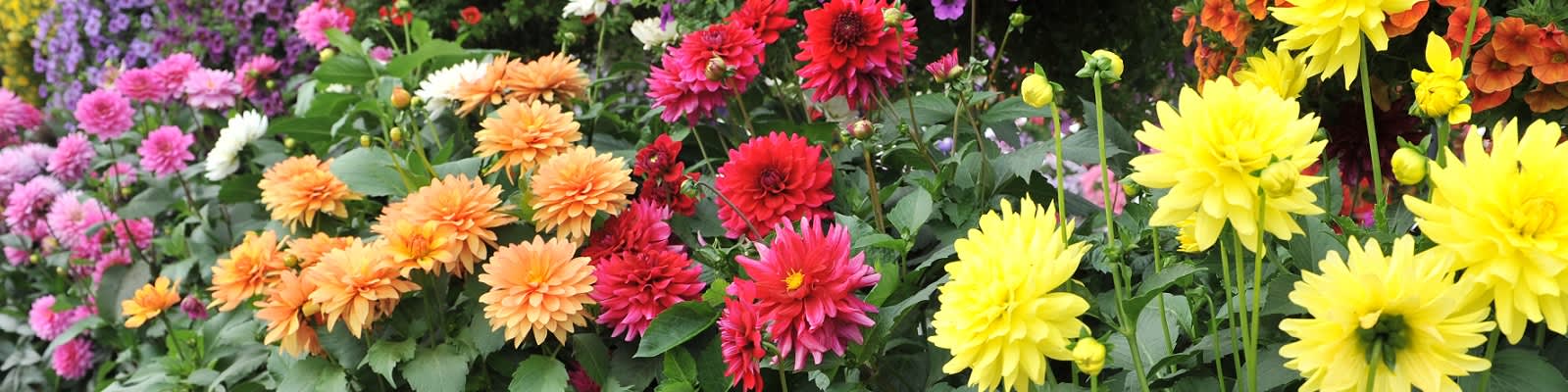 Dahlia