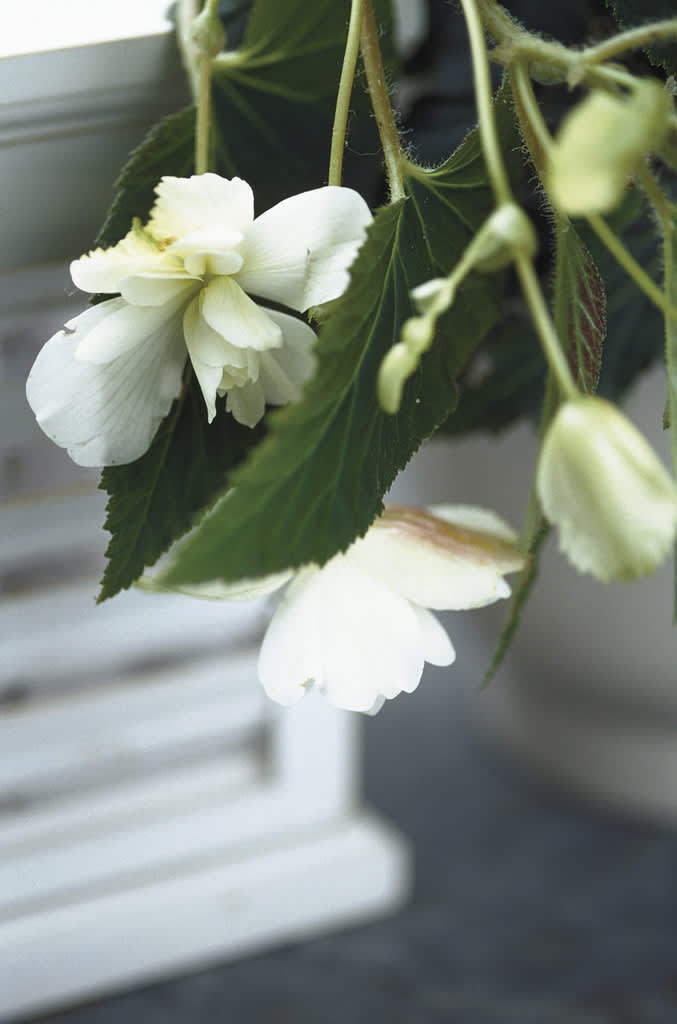 Krispigt vit hängbegonia i närbild. 
Foto: Blomsterfrämjandet