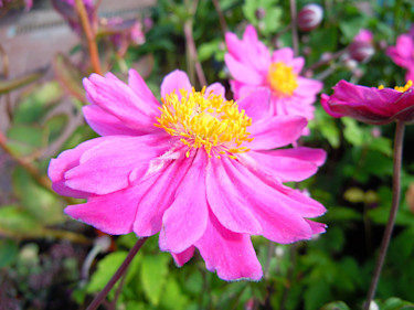 Anemone hybrida 'Pamina'. Foto: Sylvia Svensson