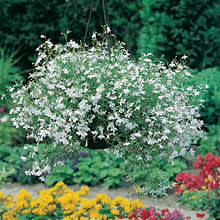 Lobelia, _Lobelia erinus_, 'White Fountain'. Foto: Mr Fothergill's