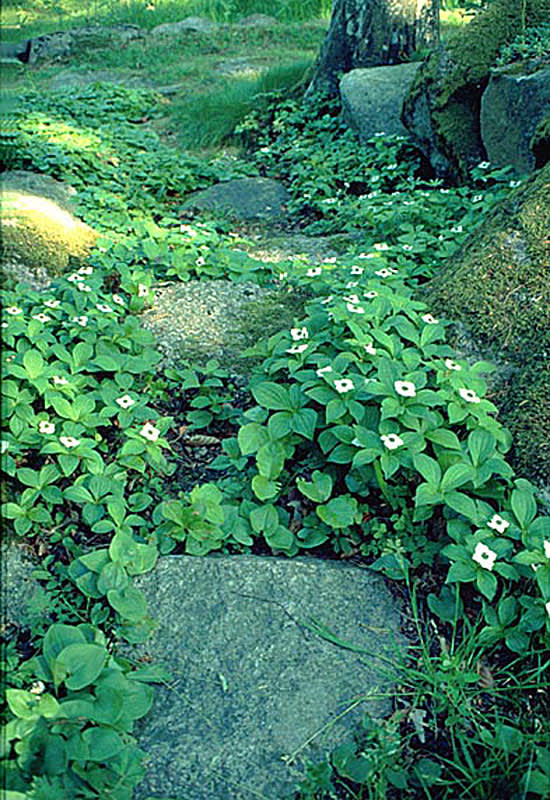 Hönsbär, _Cornus suesica_.
Foto: Bernt Svensson