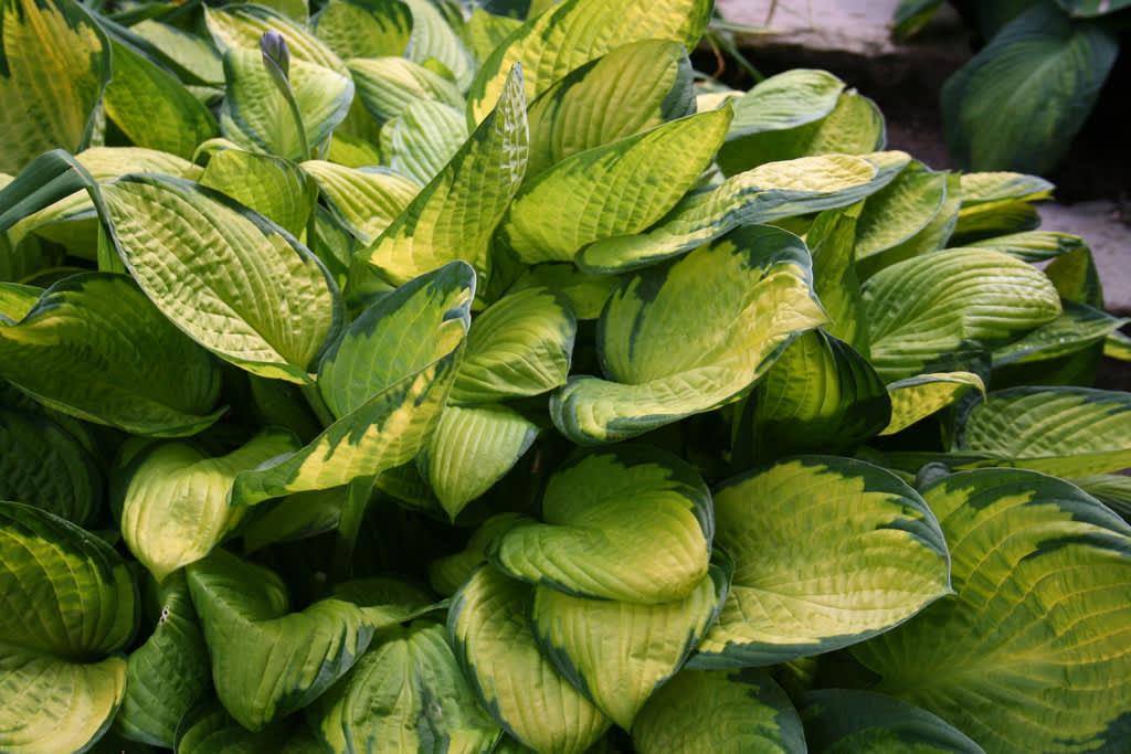 _Hosta_ 'Gold Standard'