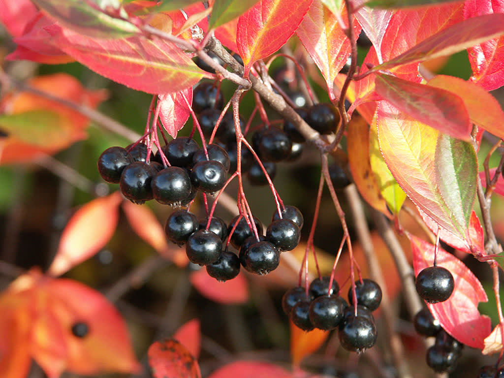 **Svartaronia**, _Aronia melanocarpa_ 'Hugin'. Foto: Sylvia Svensson