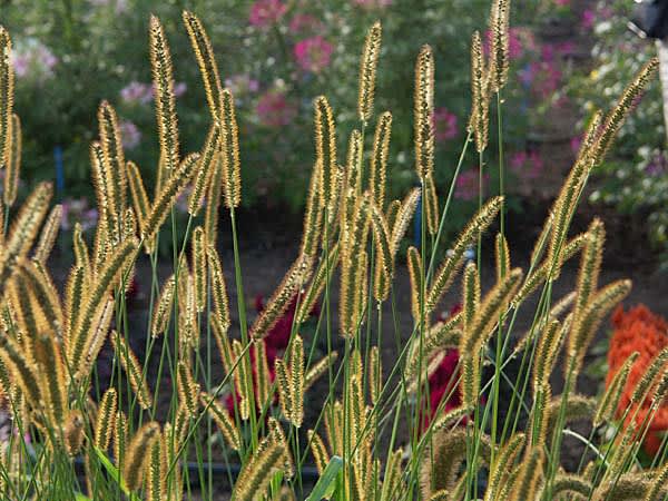 _Setaria pumila_.
Foto: Sylvia Svensson