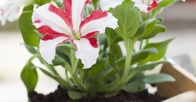 Petunia är en omtyckt och söt sommarblomma. Foto: Blomsterfrämjandet