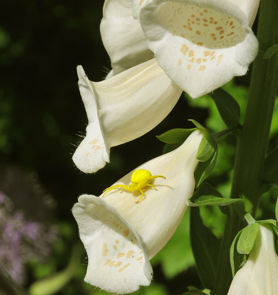 Misumena vatia, blomkrabbspindel. Foto: Bernt Svensson