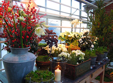 Julblommor. En vit julbegonia i mittenkrukan. Foto: Sylvia Svensson