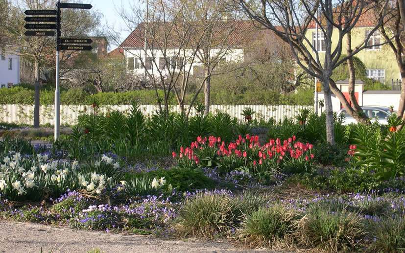 En samplantering med vårblommande lökväxter och perenner: Kejsarkrona, vita påskliljor, balkansippa och anemontulpan. Foto: Marie Lindell