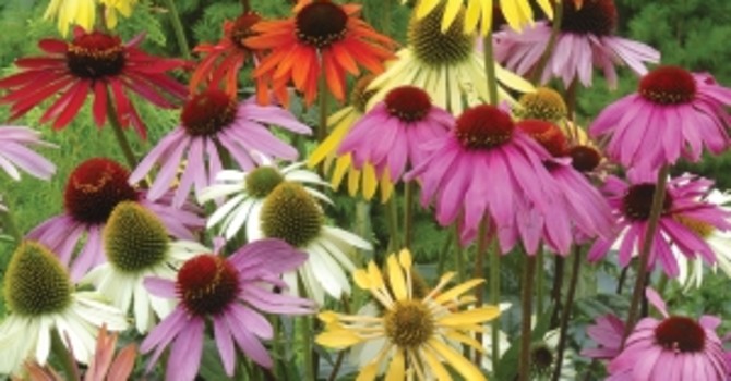 _Echinacea_ ’Paradisio Mix’, **blandade solhattar**. Foto: PoD