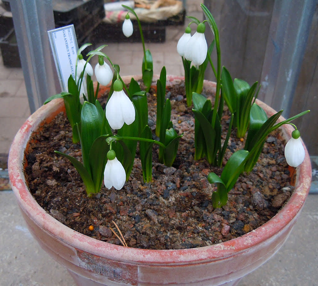 Galanthus transcaucasicus
Foto: Sylvia Svensson