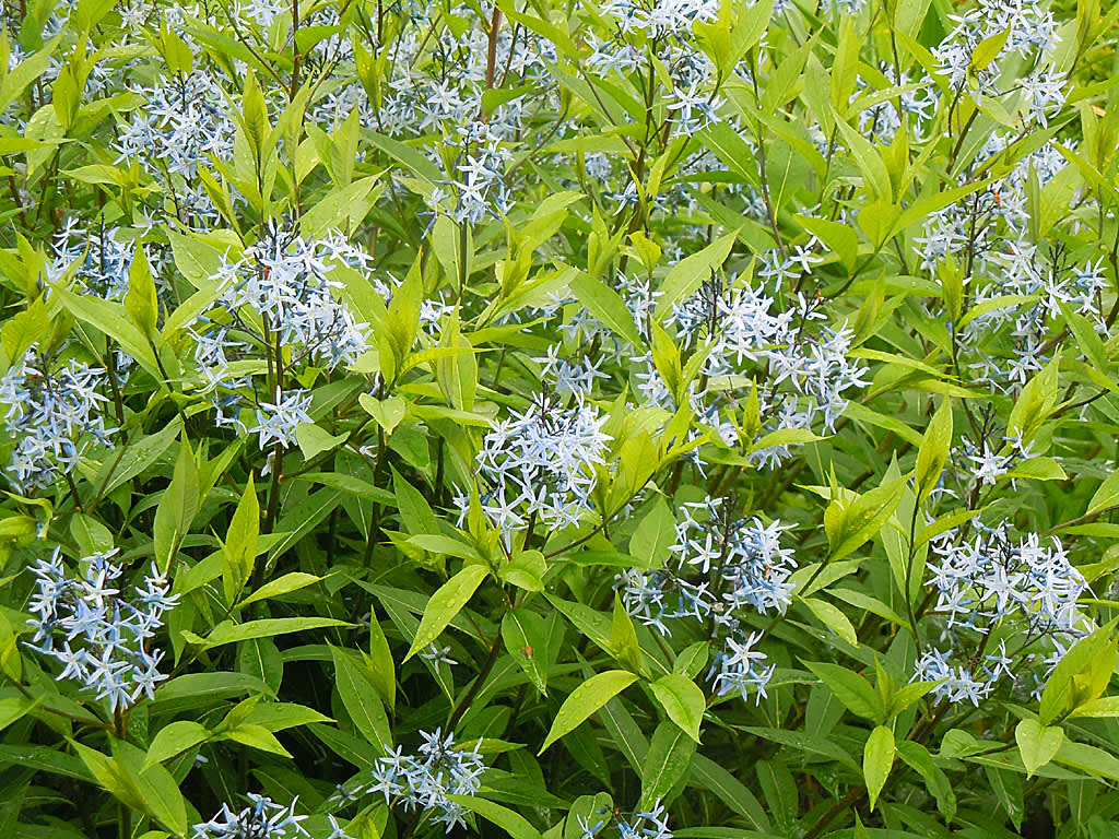 Amsonia, _Amsonia_, ‘Blue Ice’ får små, söta, stjärnformade blommor. Foto: Sylvia Svensson