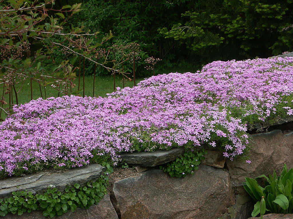 Vackert! Mossflox, _Phlox subulata_ 'Rosetta', på kallmur.
Foto: Sylvia Svensson