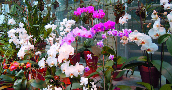 Olika brudorkidéer, _Phalaenopsis_. En lättodlad favorit att ha hemma.
Foto: Sylvia Svensson