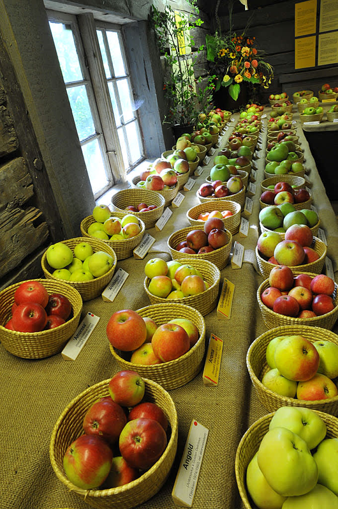 En del av alla äpplena på fruktutställningen.
Foto: Bernt Svensson
