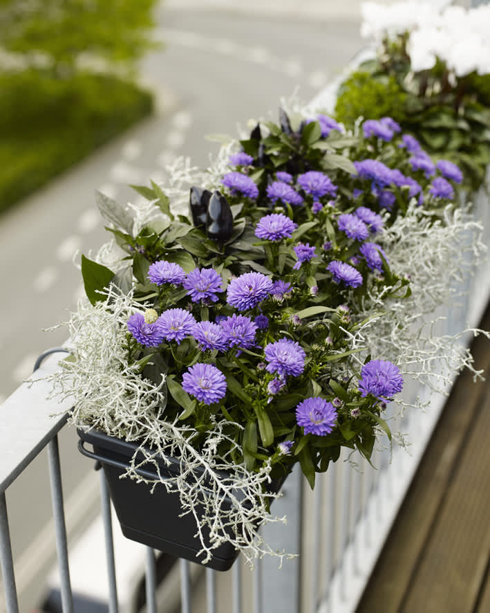 Vackra balkonglådor lyfter ditt "extrarum". Foto: Floradania