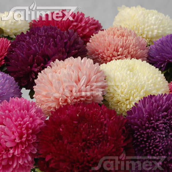 Aster ’Balloon Mix’ 