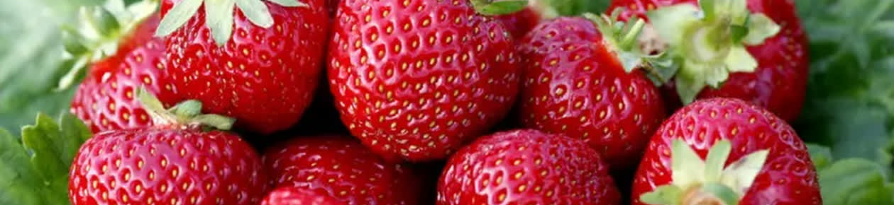 Frukt & bärbuskar