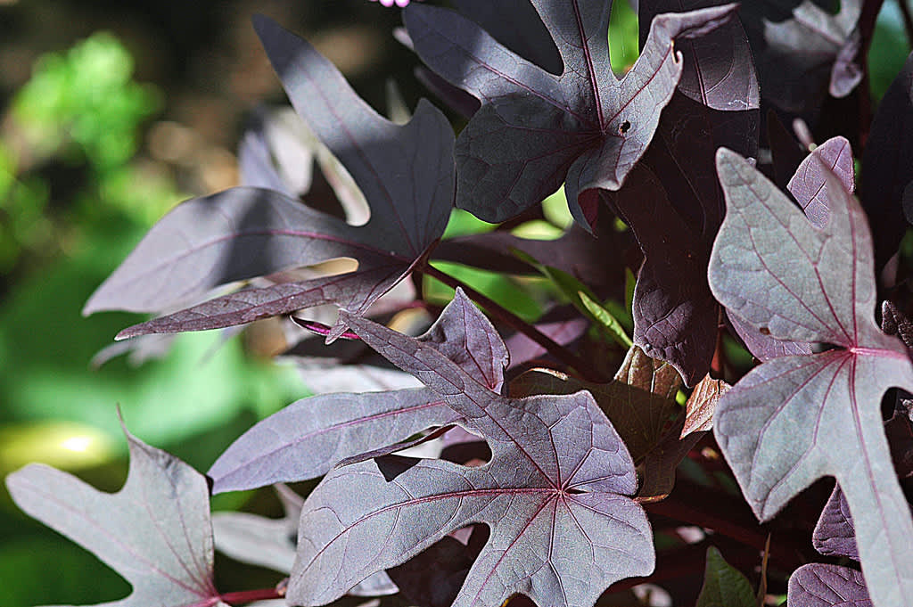 Batat, _Ipomoea batatas_, är oerhört vacker! Foto: Mäster Grön