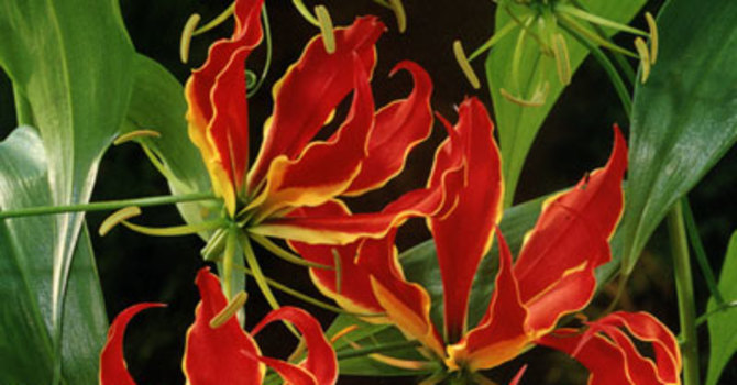 Klänglilja, _Gloriosa superba_ 'Rotschildiana'.