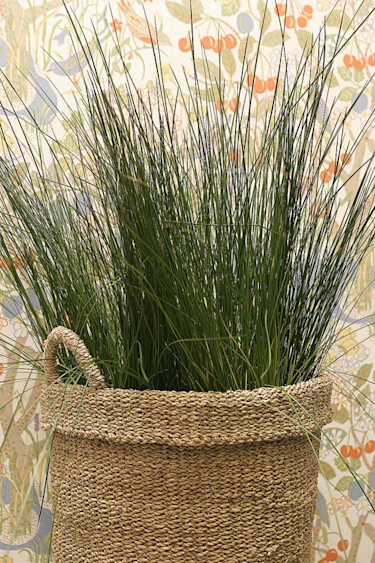 _Juncus_ 'Pencil Grass'. Foto: Mats Hallgren.