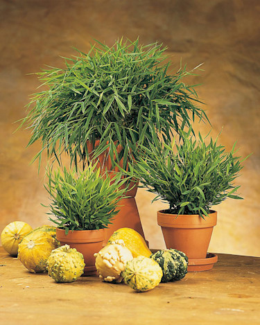 Gallergräs, _Pogonatherum paniceum_.