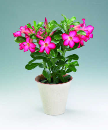 _Adenium_, **ökenros**.