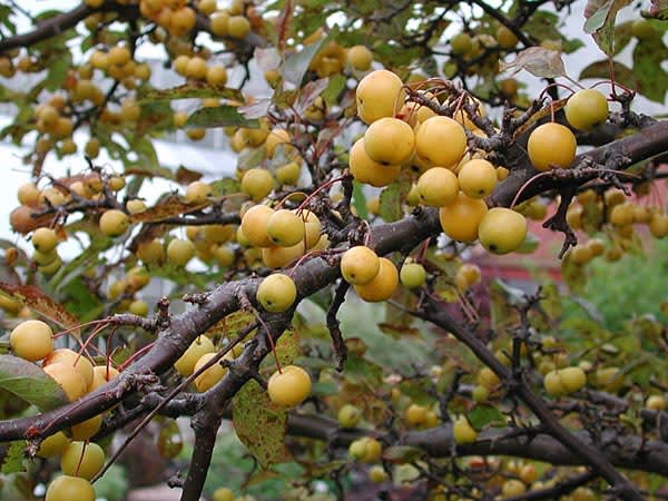 **Prydnadsapel**, _Malus_ 'Golden Hornet'
Foto: Sylvia Svensson