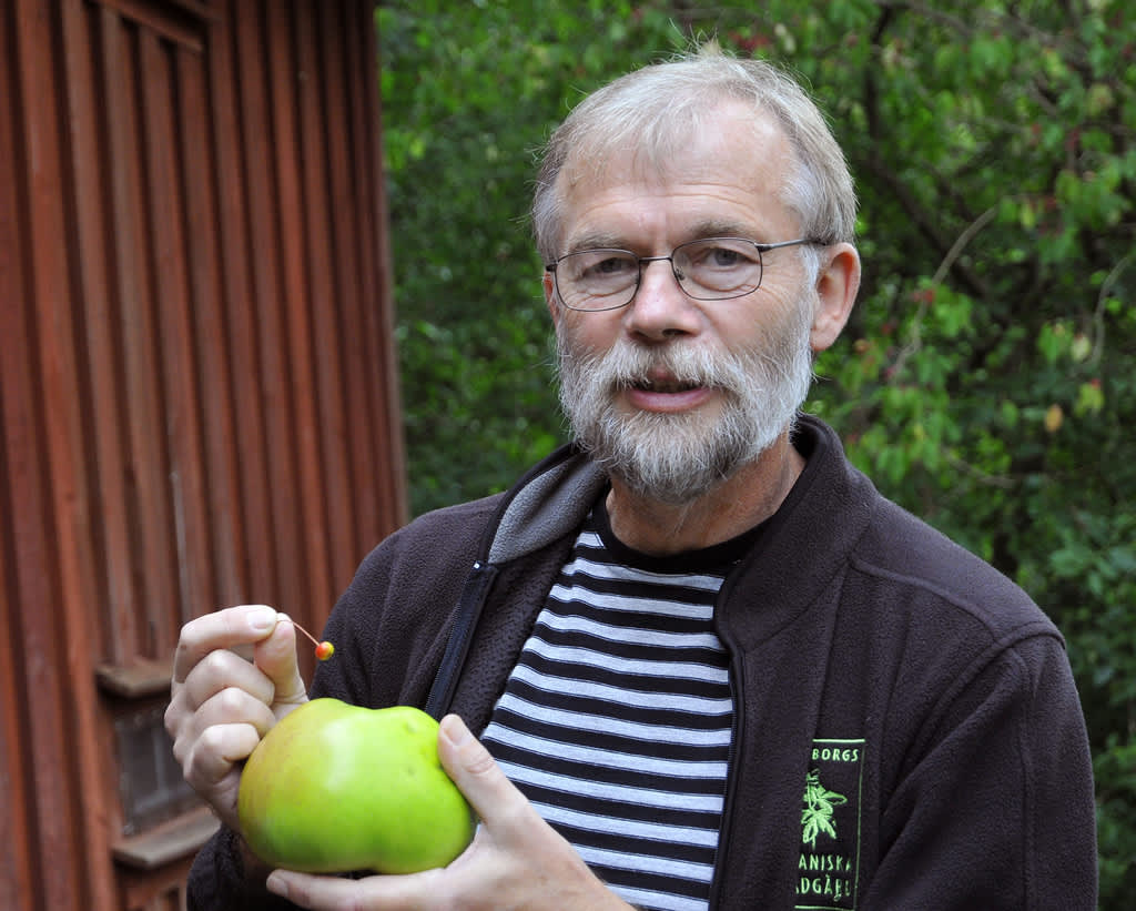 Björn Aldén visar fruktutställningens största och minsta äpple.
Foto: Bernt Svensson